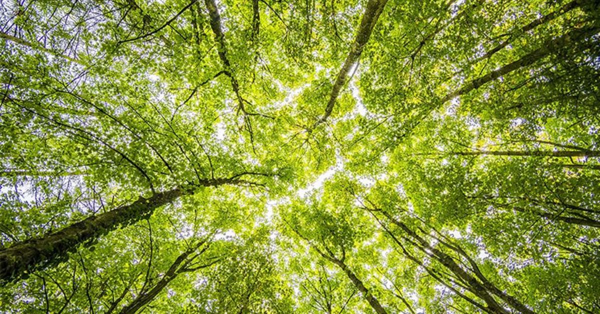 what-would-climate-related-disclosures-look-like-in-australia-cci